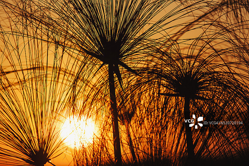 非洲日落剪影下的纸莎草植物图片素材