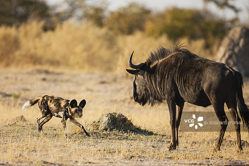 野狗捕猎角马图片素材