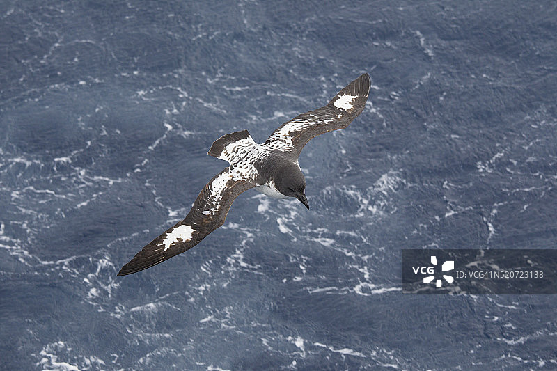 飞行中的海燕图片素材