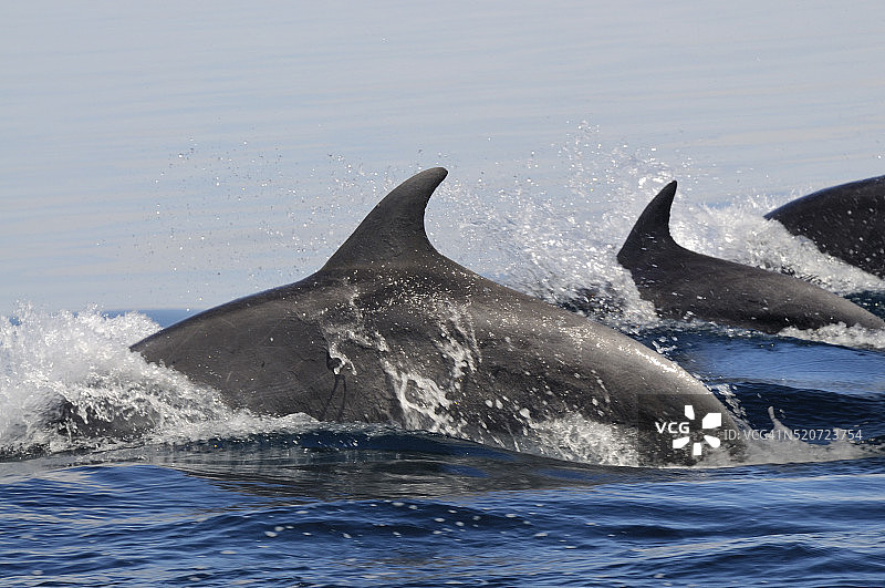 墨西哥下加利福尼亚宽吻海豚图片素材