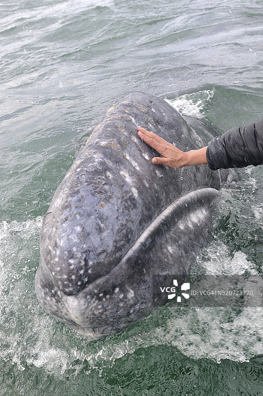 在加利福尼亚州附近与灰鲸的亲密接触图片素材
