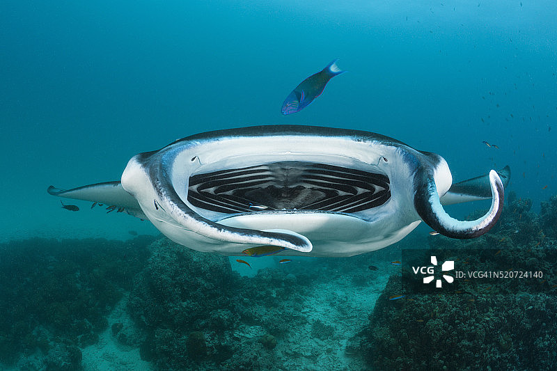 蝠鲼在清洁站觅食图片素材