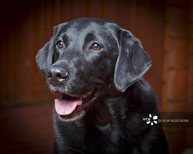 黑色拉布拉多寻回犬（公）图片素材