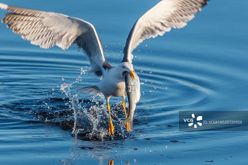 冰岛，海鸥捕食鲱鱼图片素材