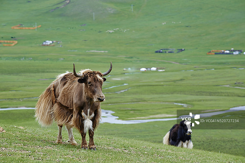 蒙古后杭爱省鄂尔浑河谷的游牧营地图片素材