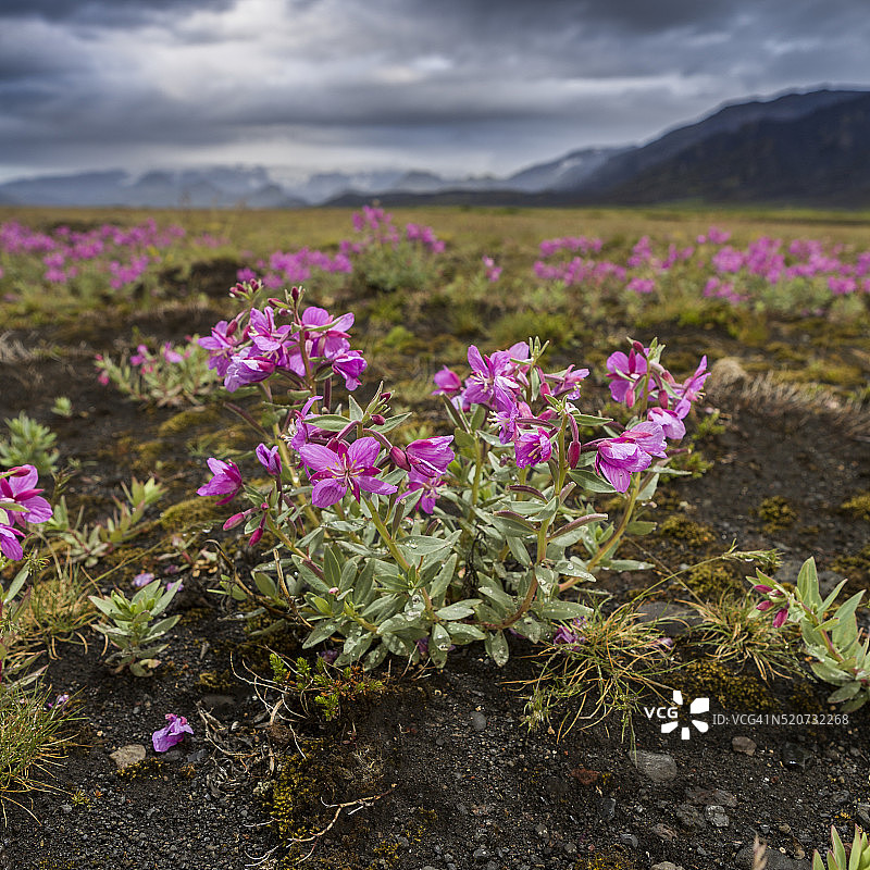 冰岛Thorsmork的矮柳叶菜图片素材