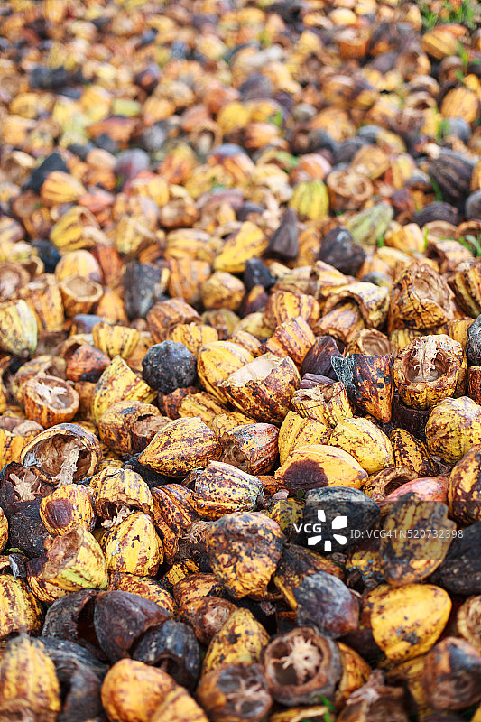 巴布亚新几内亚塞皮克河沿岸的可可壳图片素材