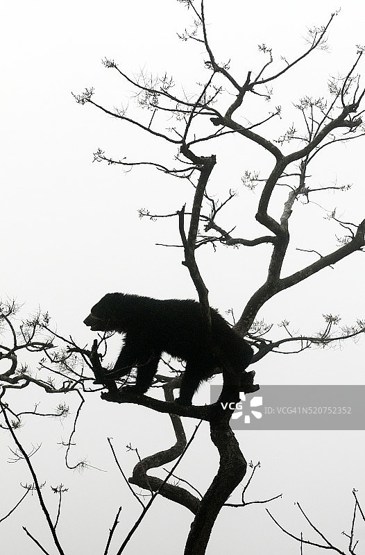 眼镜熊，秘鲁兰巴耶克省图片素材