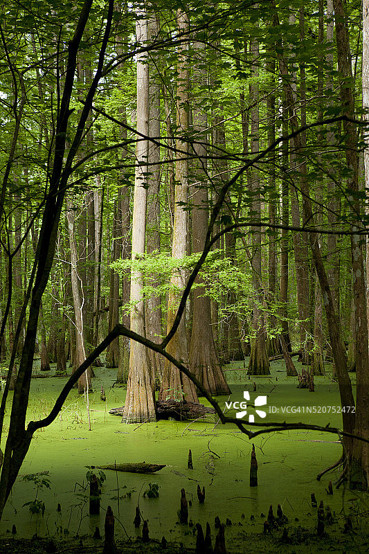 阿查法拉亚盆地的柏树林图片素材
