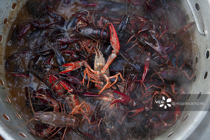 小龙虾图片素材