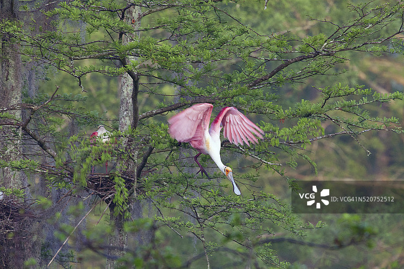 琵鹭从马丁湖柏树上起飞图片素材