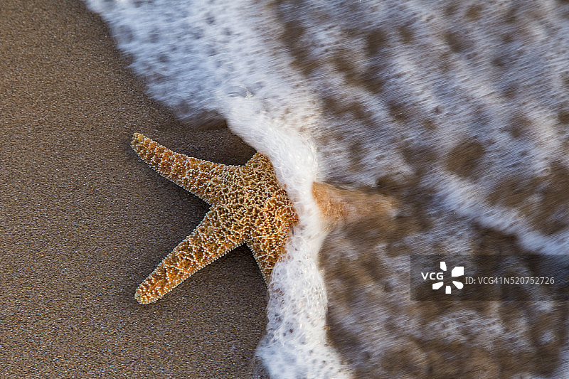 毛伊岛基黑海滩的海星图片素材