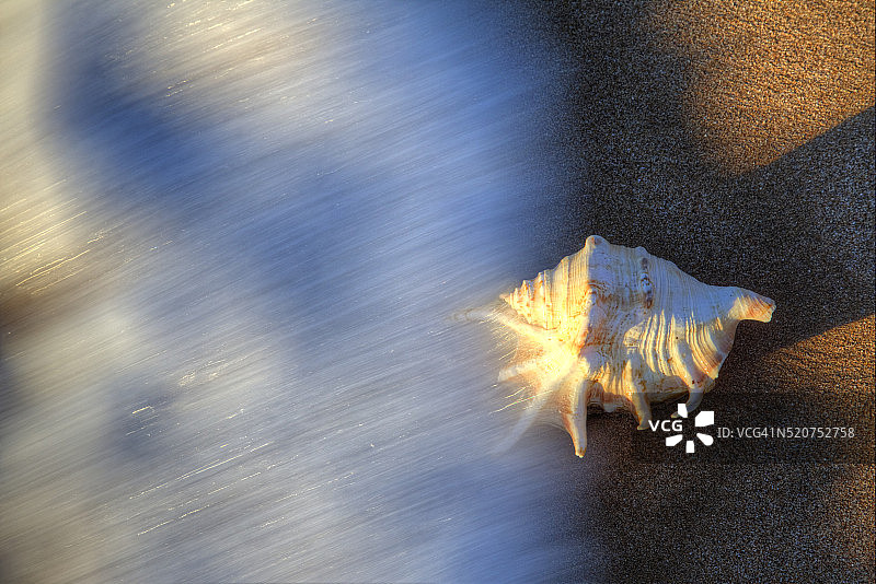 沙滩上的海螺图片素材