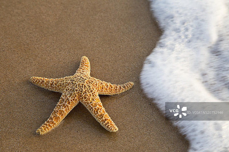 毛伊岛基黑海滩的海星图片素材