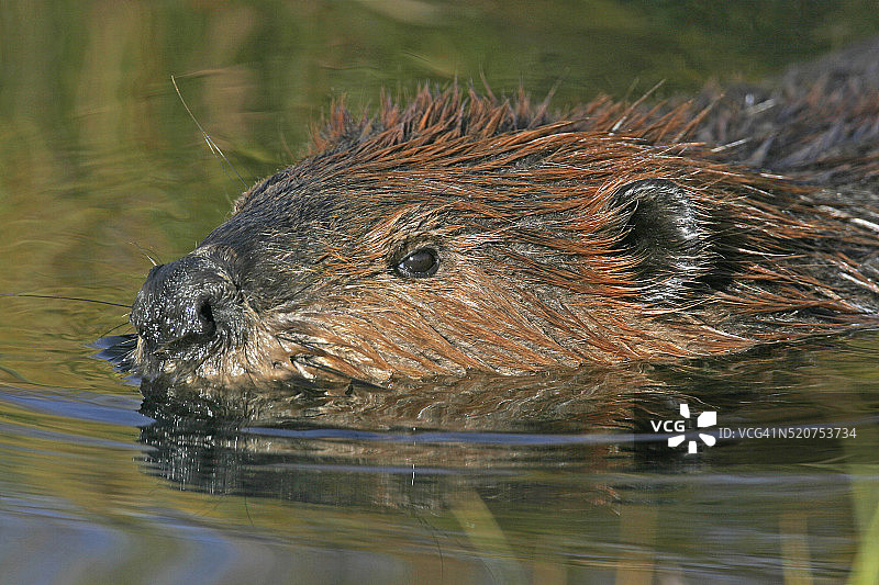 北美海狸图片素材