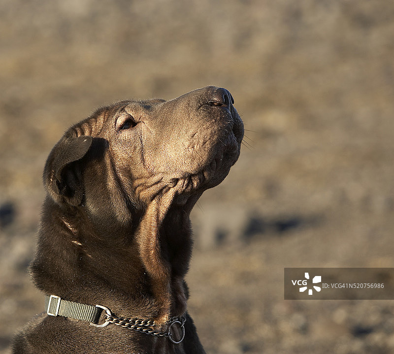 沙皮犬幼犬图片素材