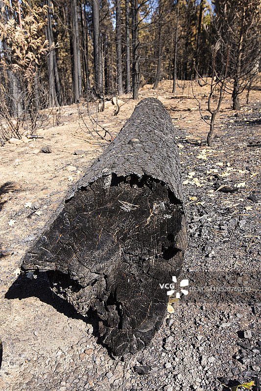 美国加利福尼亚州埃尔多拉多国家森林公园燃起97717英亩的国王大火图片素材