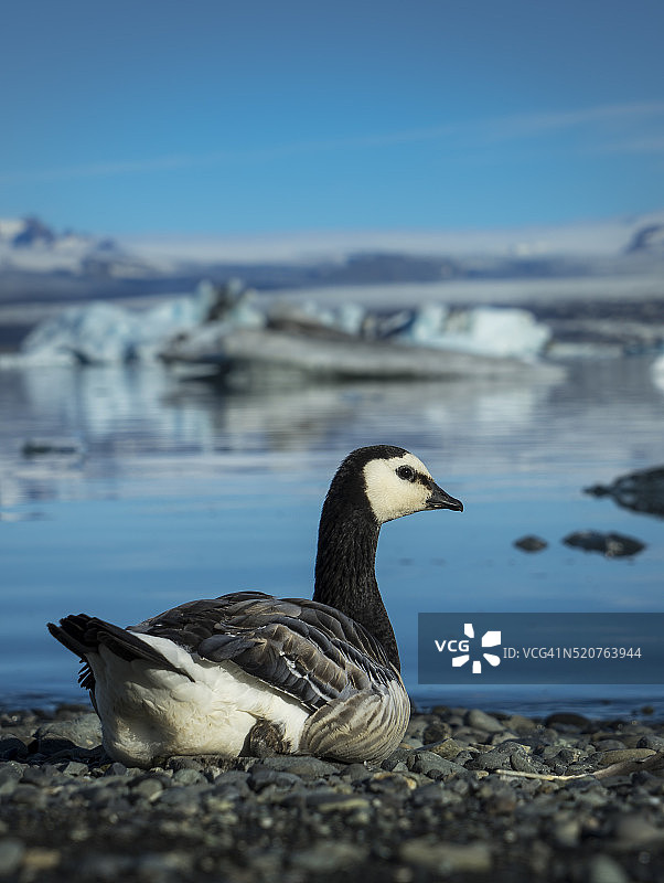 冰岛Jokulsarlon的白额黑雁图片素材