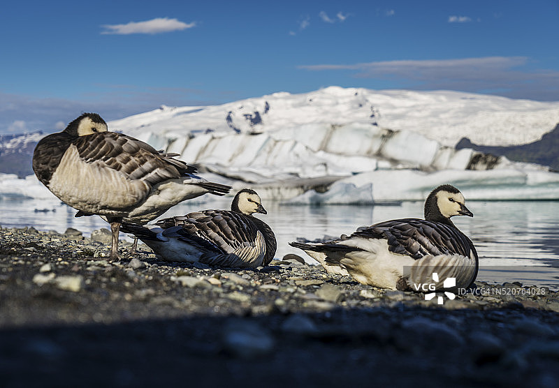 冰岛尤古沙龙湖的白额黑雁图片素材
