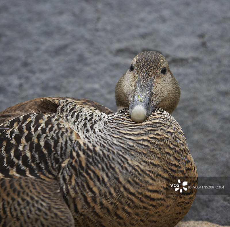 冰岛的雌性绒鸭图片素材