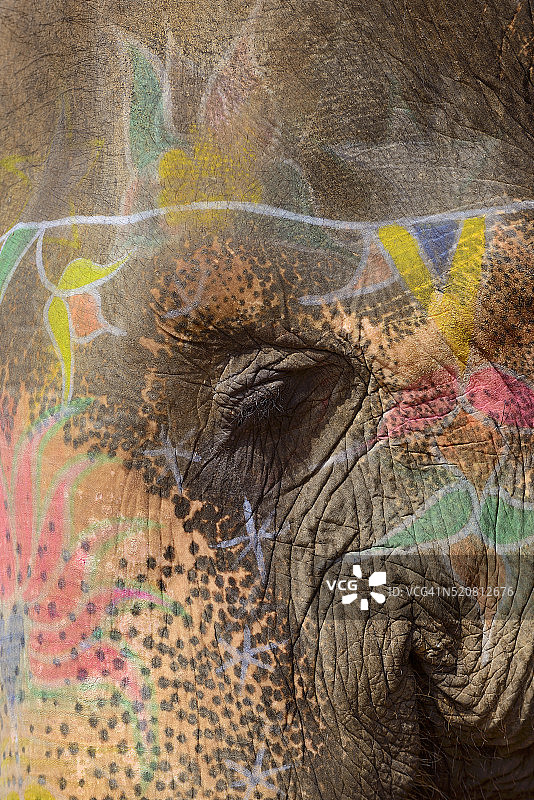 印度拉贾斯坦邦琥珀堡的彩绘象图片素材