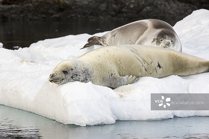 南极天堂湾冰山上的食蟹海豹图片素材