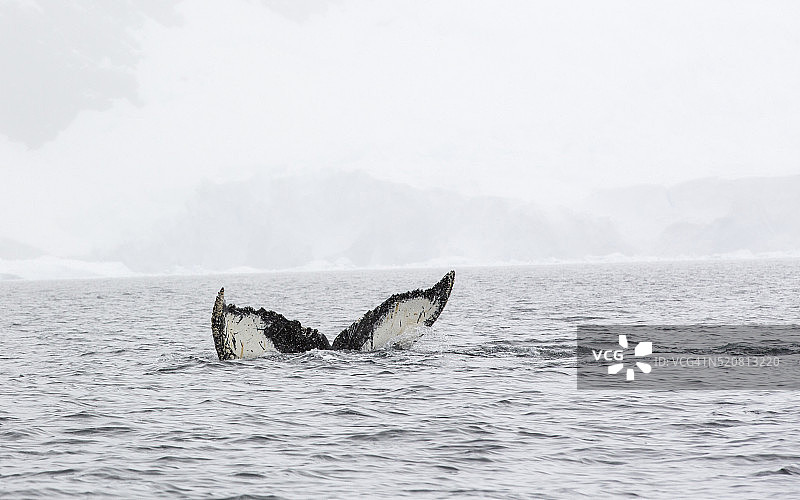 南极半岛威廉敏娜湾觅食磷虾的座头鲸图片素材
