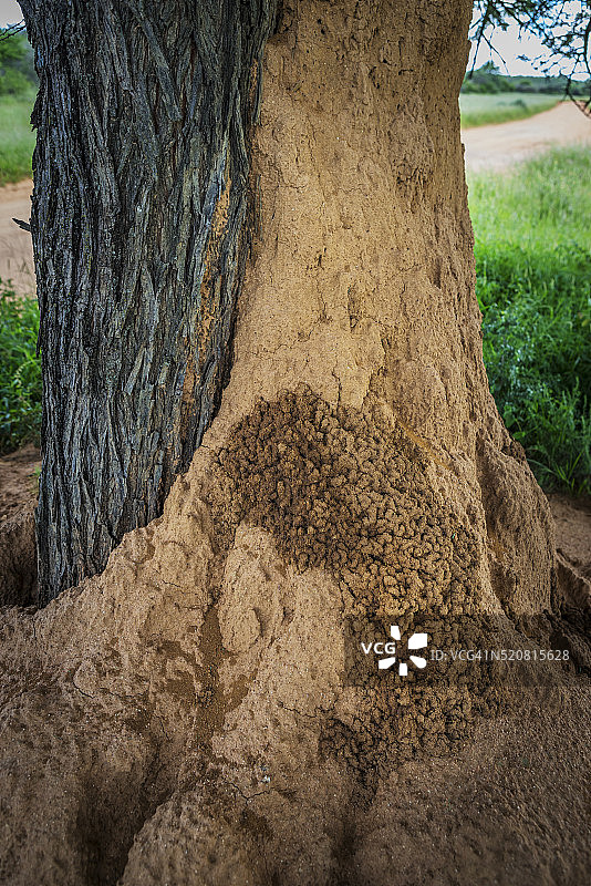 树上的白蚁丘，奥康吉马，纳米比亚，非洲图片素材