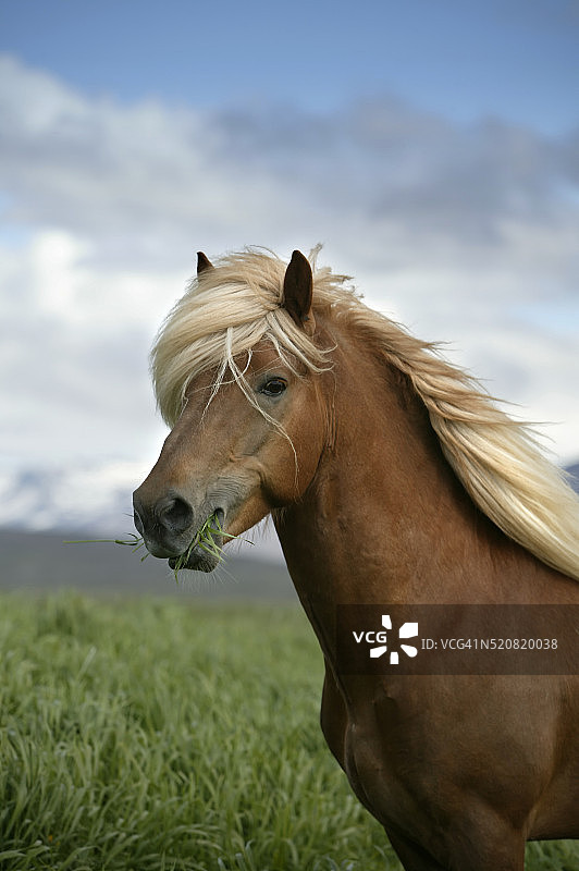 冰岛马肖像图片素材