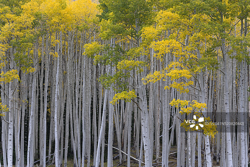 秋天的白杨树图片素材