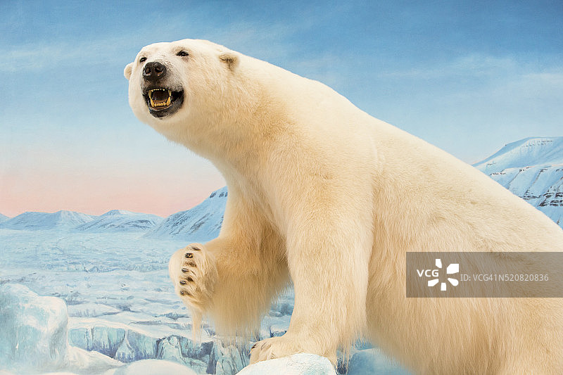 斯瓦尔巴朗伊尔城Coop商店里的北极熊毛绒玩具图片素材