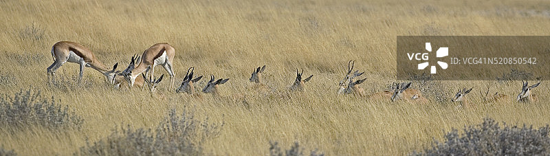 高草地上的跳羚群图片素材