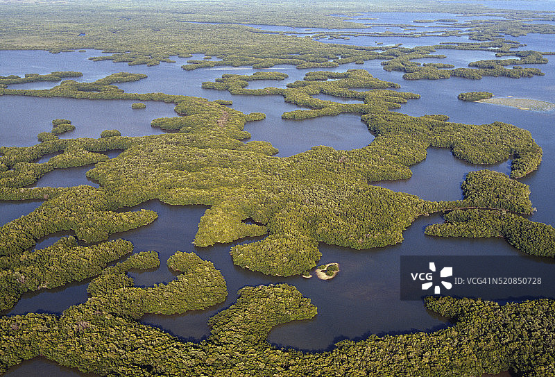 万岛群岛的红树林图片素材