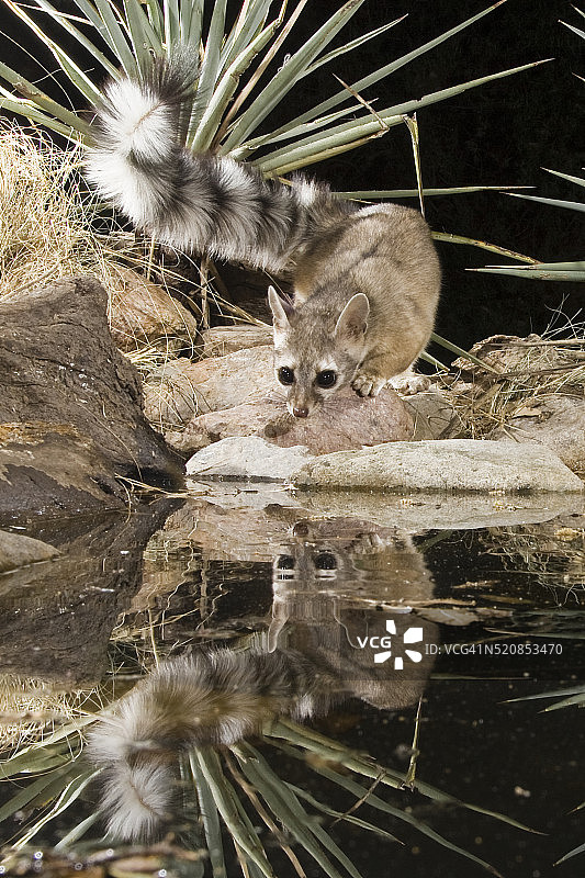 亚利桑那州环尾猫水塘倒影图片素材
