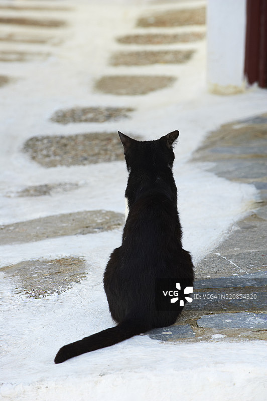 猫咪坐在希腊基克拉泽斯圣托里尼的鹅卵石街道上图片素材