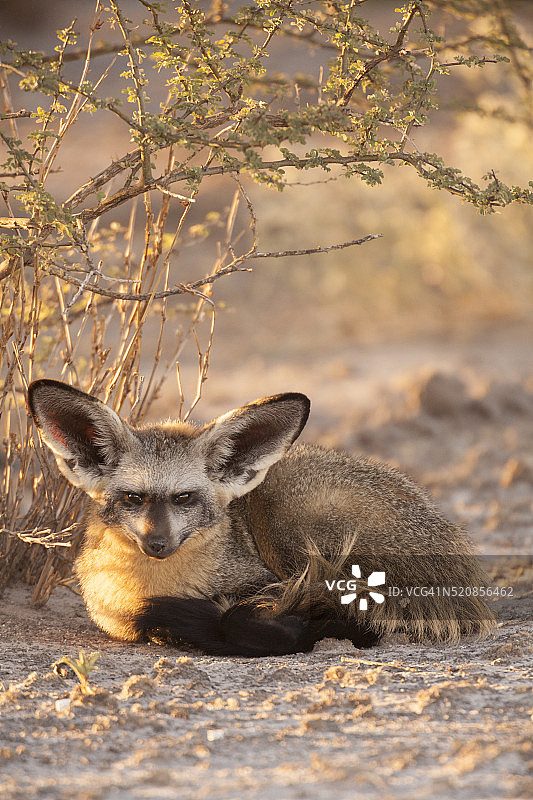 蝙蝠耳廓狐图片素材