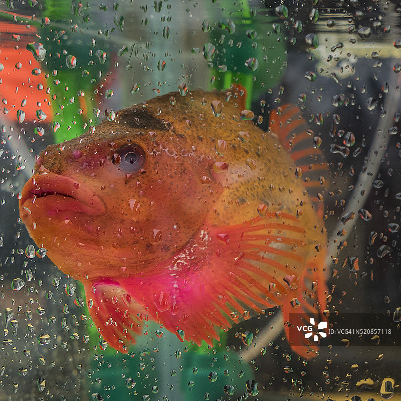 圆鳍鱼图片素材