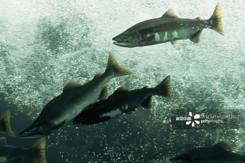 水中畅游的三文鱼图片素材