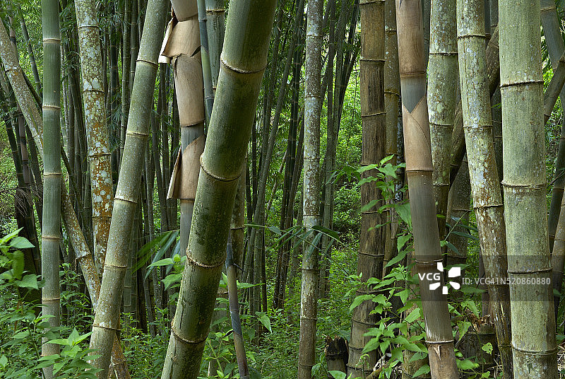 花与竹林图片素材