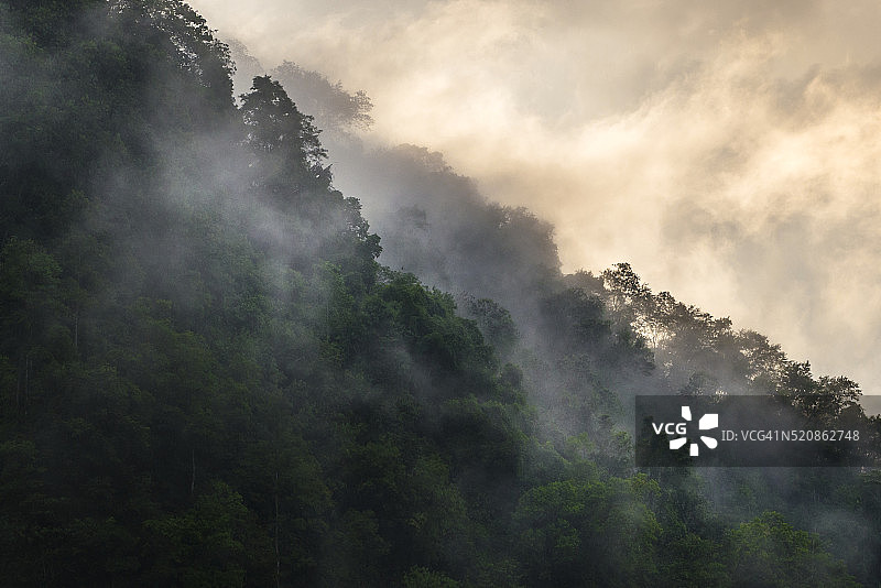 暴雨后的茂密热带森林图片素材