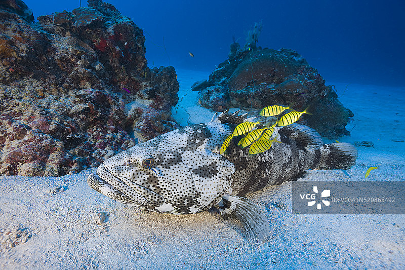 马拉巴石斑鱼和领航鱼，乌龙海峡，密克罗尼西亚，帕劳图片素材