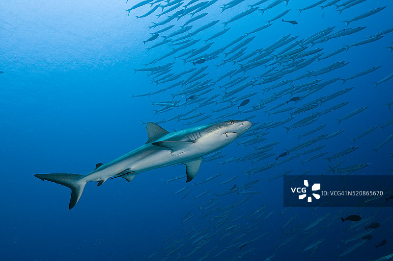 灰礁鲨和金梭鱼，帕劳乌龙水道图片素材