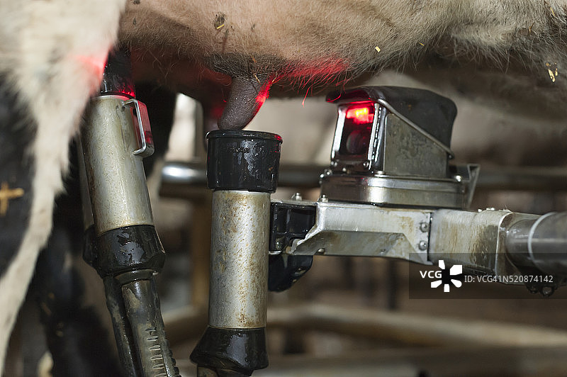 自动挤奶机器人/机械挤奶器图片素材