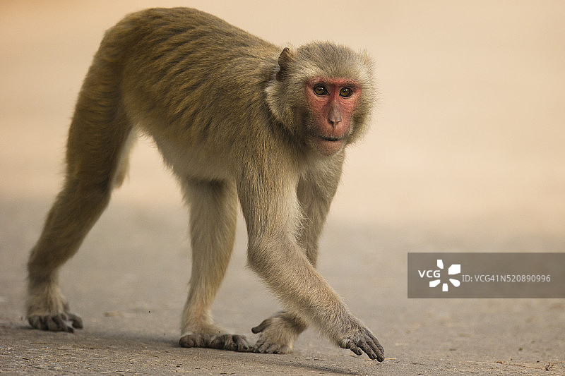 恒河猴图片素材
