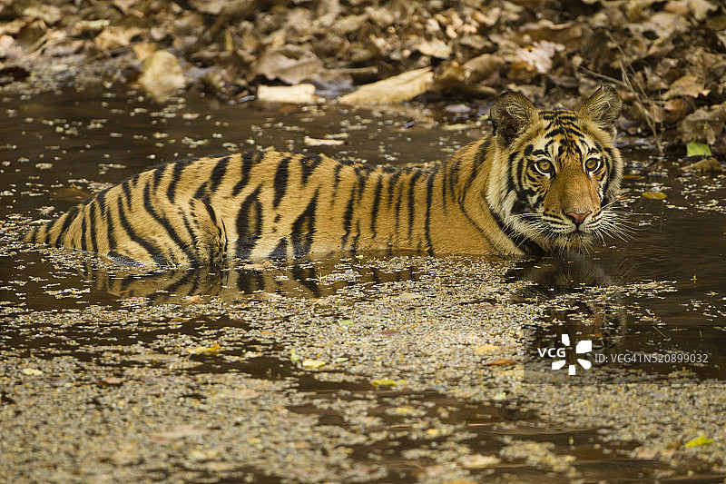 孟加拉虎在溪流中降温图片素材