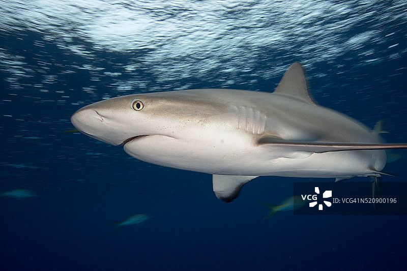 鲨鱼盯着相机图片素材