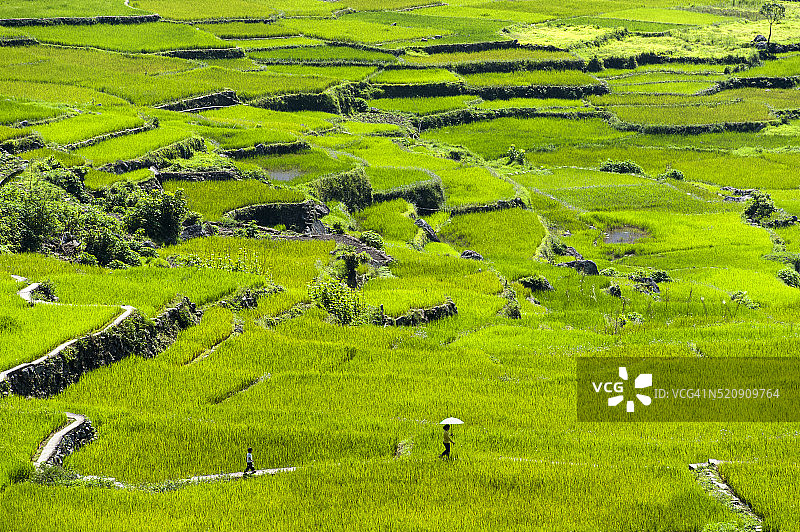 当地居民在稻田里行走图片素材