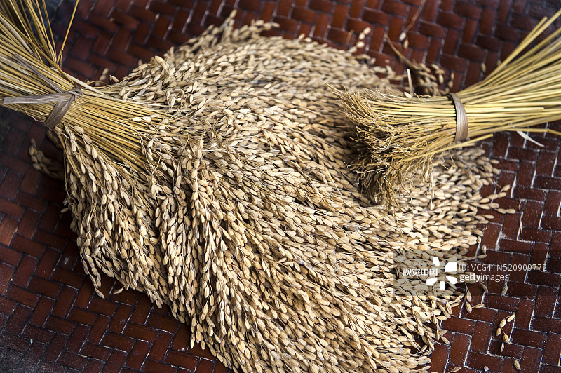 收割的稻米图片素材