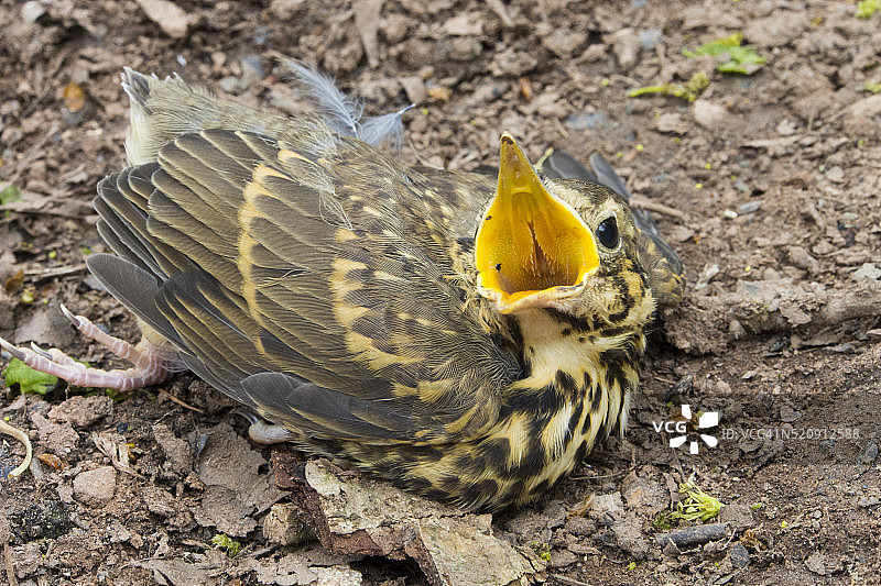 英国坎布里亚郡伊甸谷柯科斯沃尔德林地中的一只年轻的歌鸫图片素材
