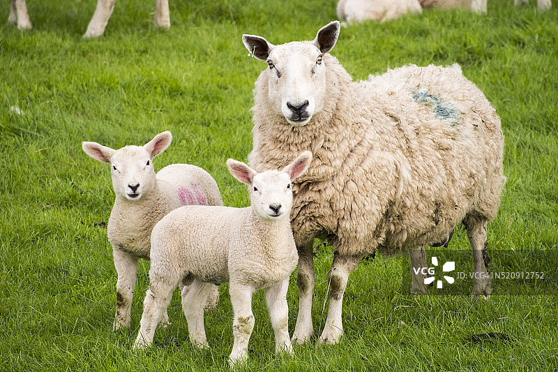 英国坎布里亚郡伊甸谷的田野里的绵羊和小羊图片素材